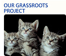 grass roots projects button